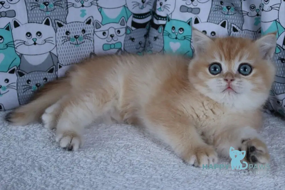 Yuliy British Shorthair male black golden chinchilla live animals