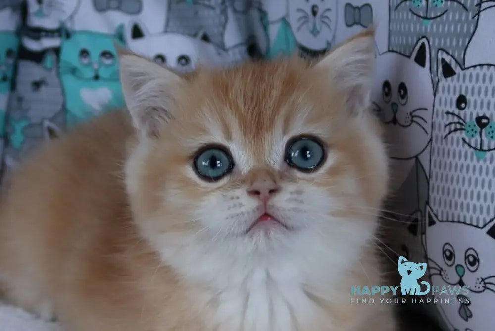 Yuliy British Shorthair male black golden chinchilla live animals