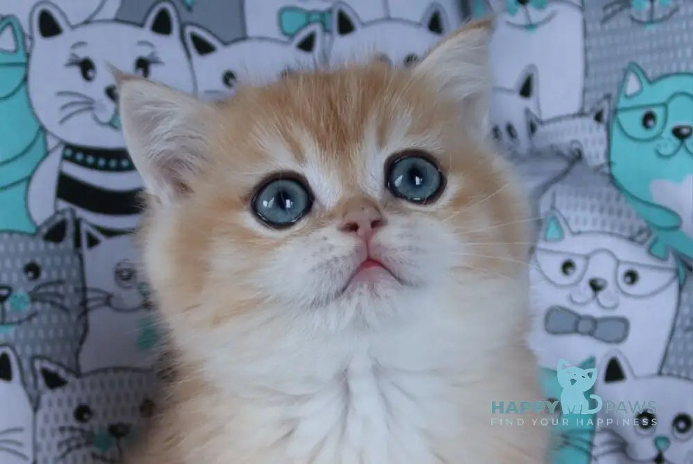 Yuliy British Shorthair male black golden chinchilla live animals