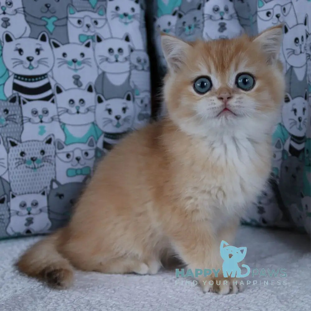 Yuliy British Shorthair male black golden chinchilla live animals