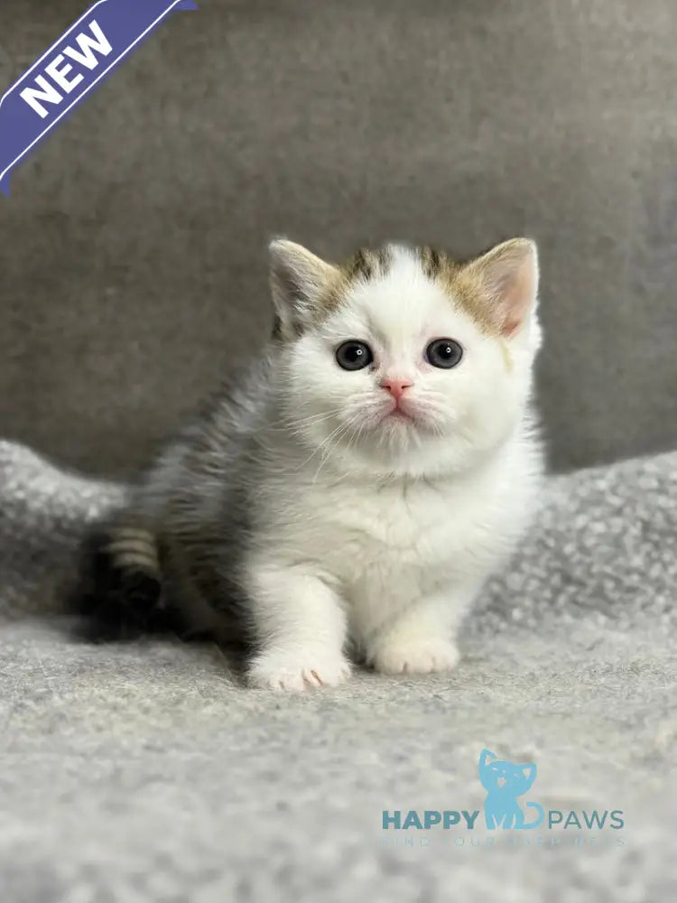Yulka British Shorthair female bicolour tabby with white - live animals