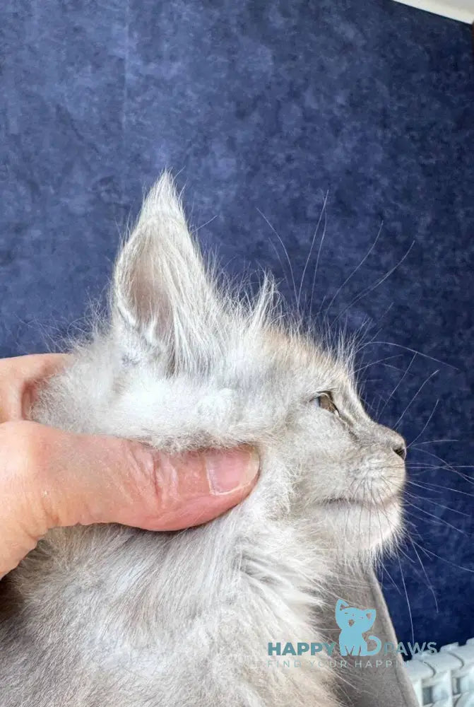 Yum Yum Maine Coon male black silver - live animals
