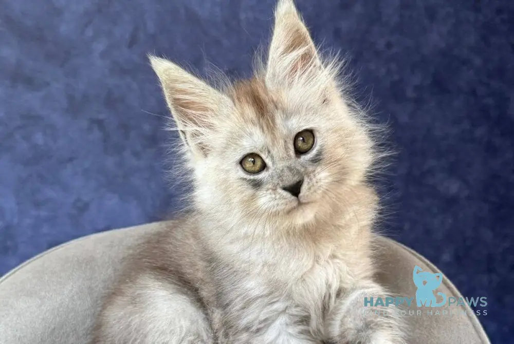 Yum Yum Maine Coon male black silver - live animals
