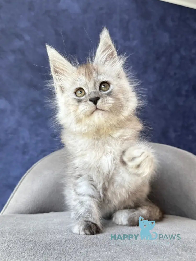 Yum Yum Maine Coon male black silver - live animals