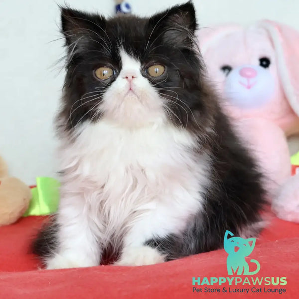 Yum Yum Persian male black bicolour - live animals