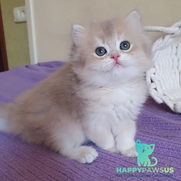 Yumi British Longhair male blue golden chinchilla - live animals
