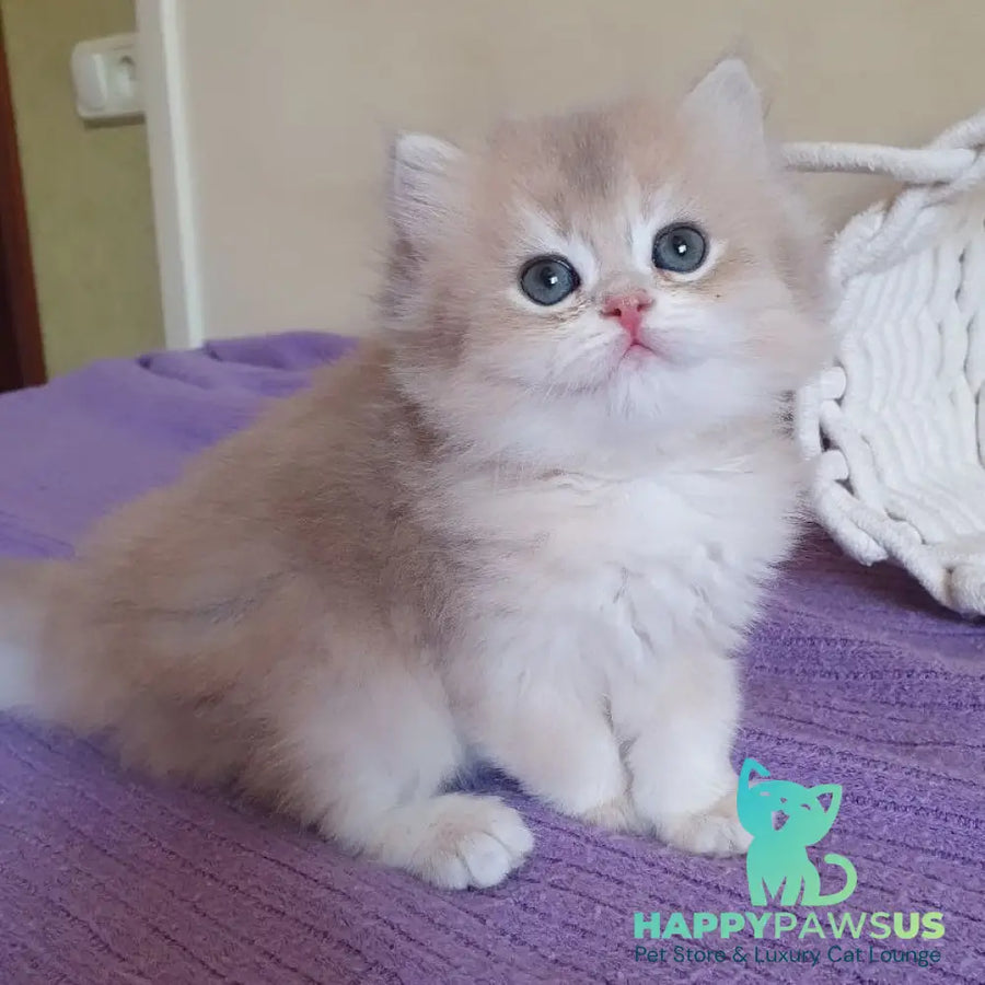 Yumi British Longhair male blue golden chinchilla - live animals
