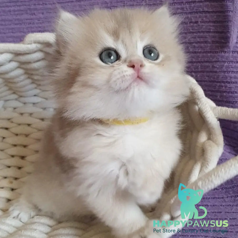 Yumi British Longhair male blue golden chinchilla - live animals