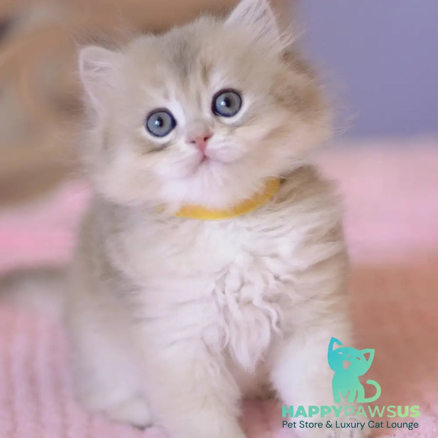Yumi British Longhair male blue golden chinchilla - live animals