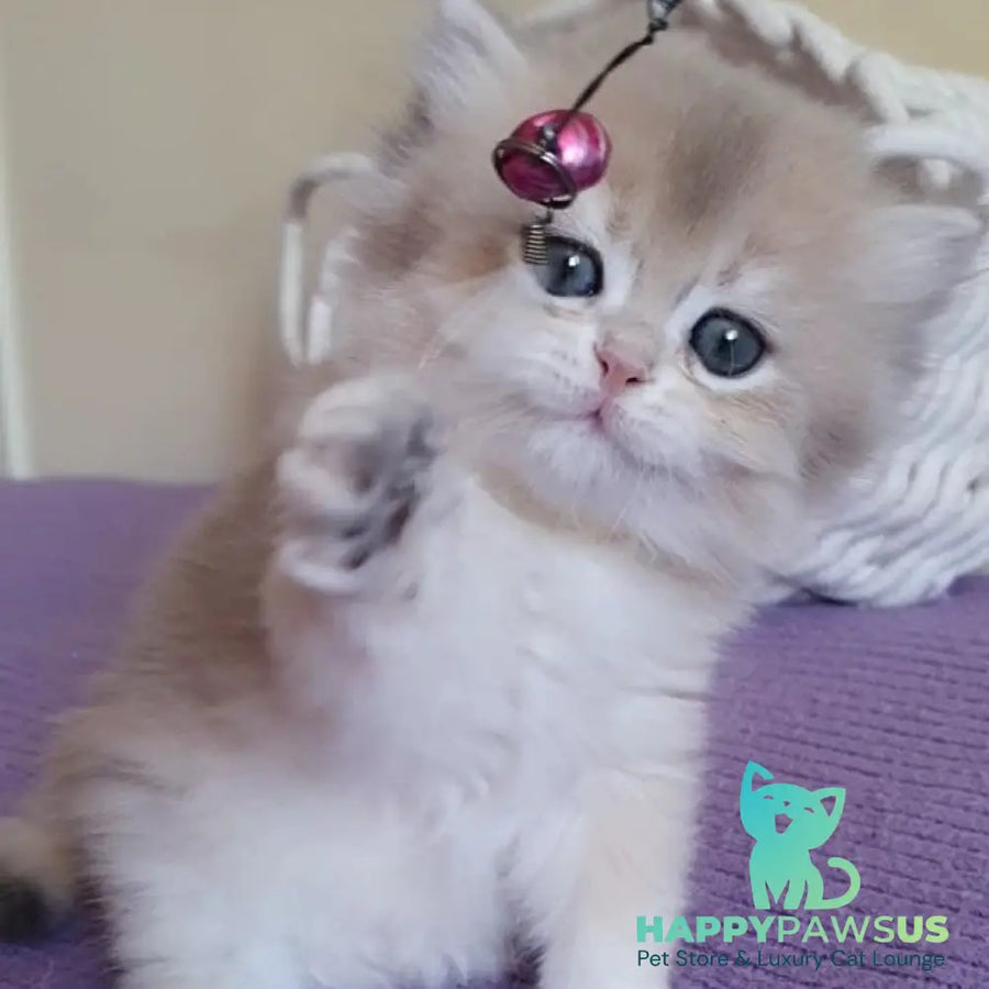 Yumi British Longhair male blue golden chinchilla - live animals