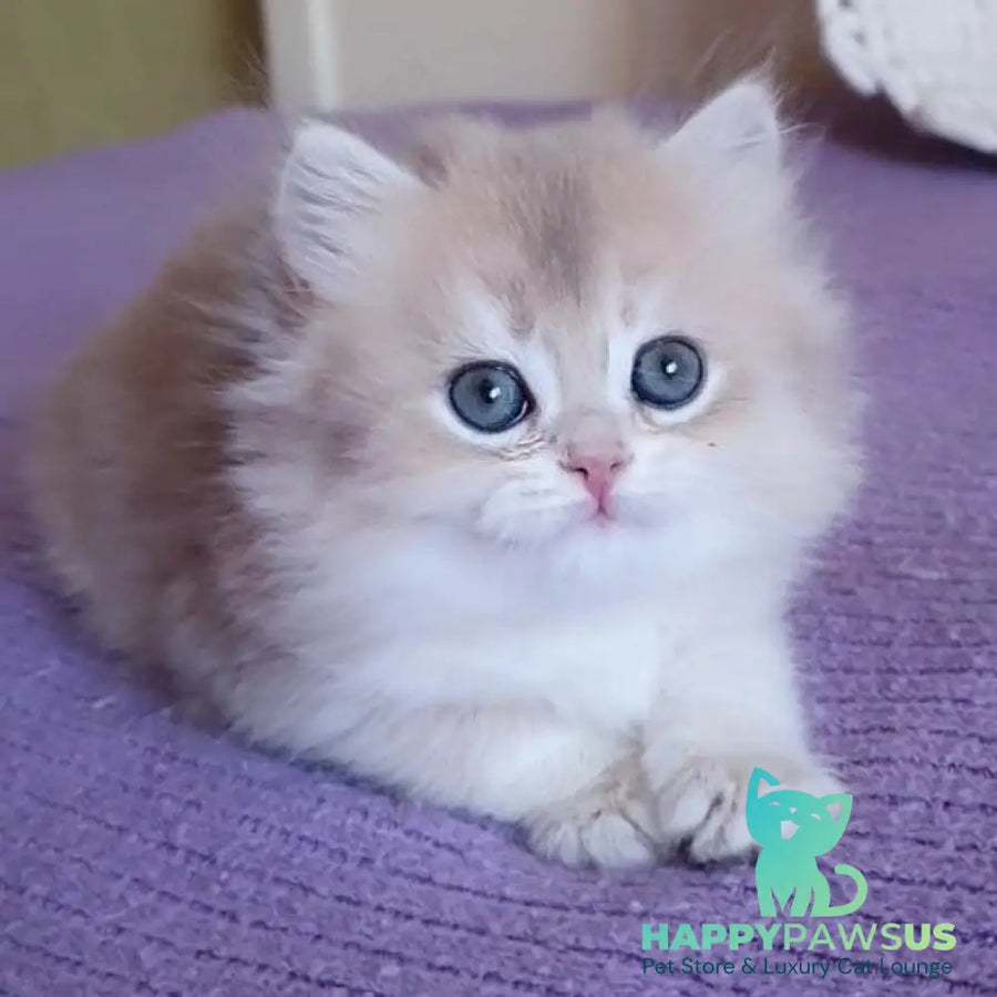 Yumi British Longhair male blue golden chinchilla - live animals