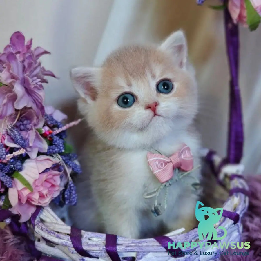 Yumi British Shorthair male lilac golden shaded - live animals