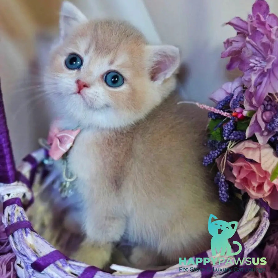 Yumi British Shorthair male lilac golden shaded - live animals