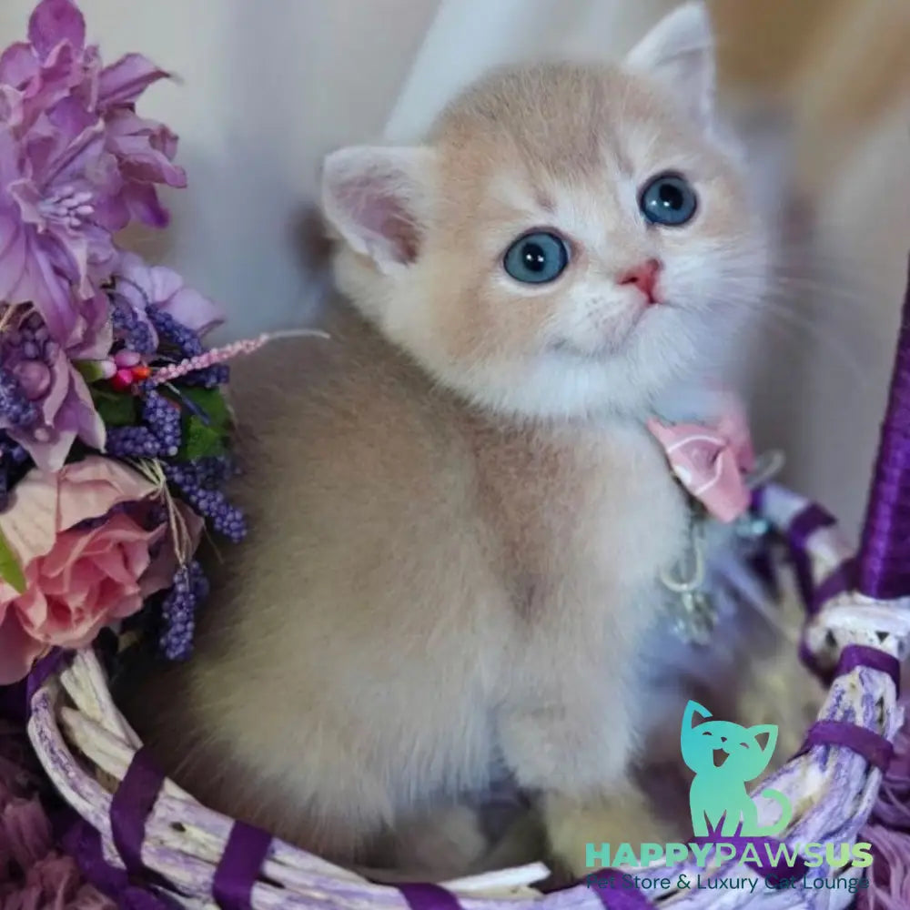 Yumi British Shorthair male lilac golden shaded - live animals