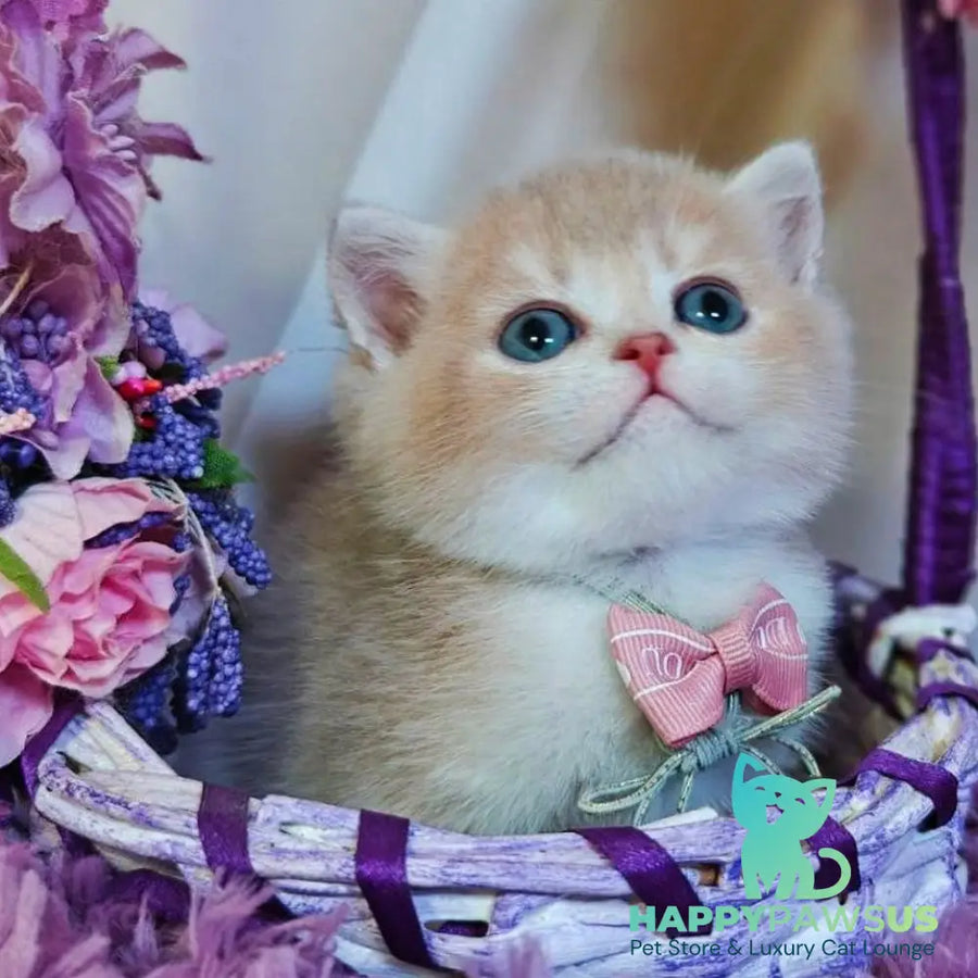 Yumi British Shorthair male lilac golden shaded - live animals