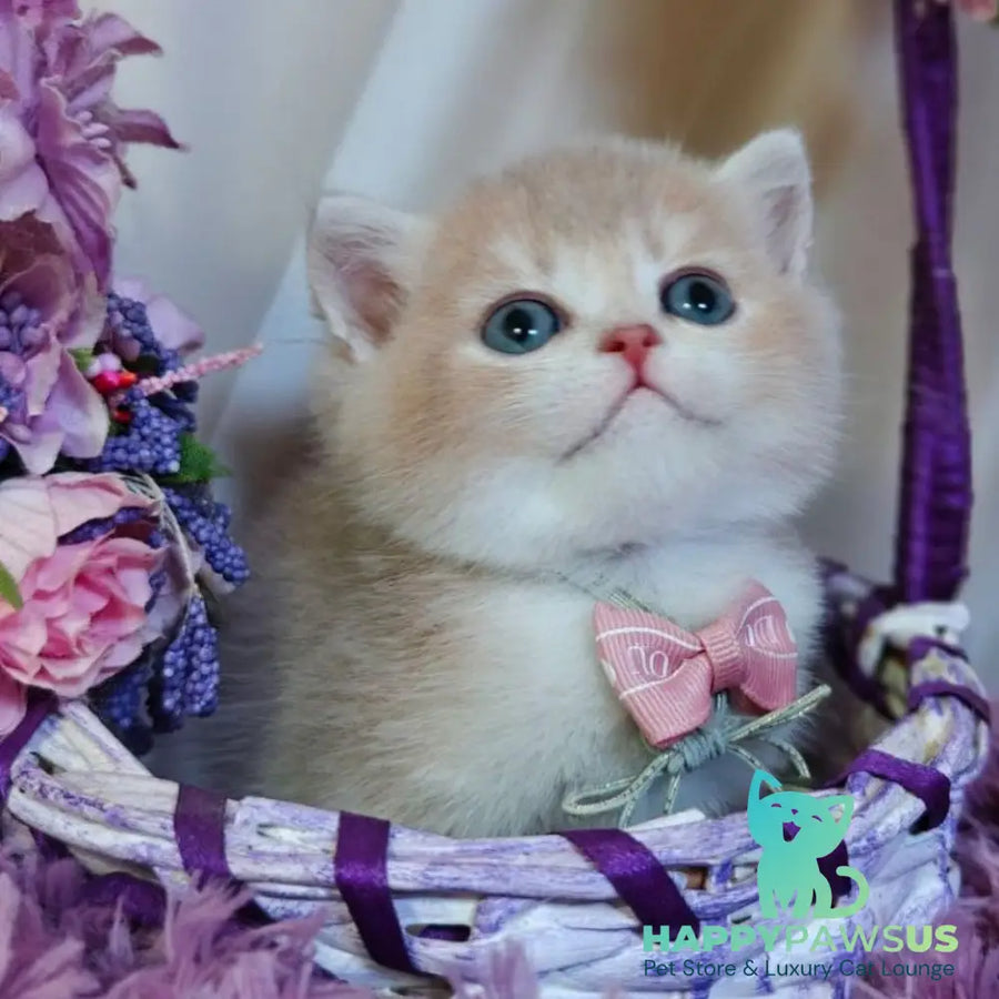 Yumi British Shorthair male lilac golden shaded - live animals
