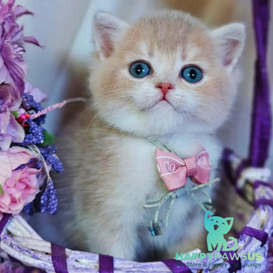 Yumi British Shorthair male lilac golden shaded - live animals