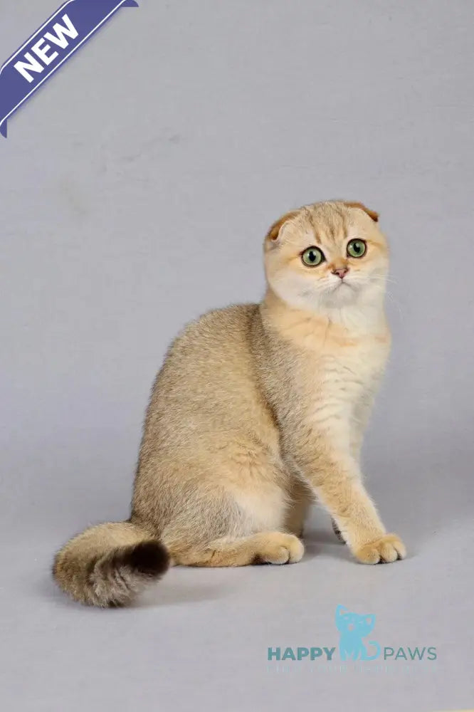 Yumi Scottish Fold female black golden shaded live animals