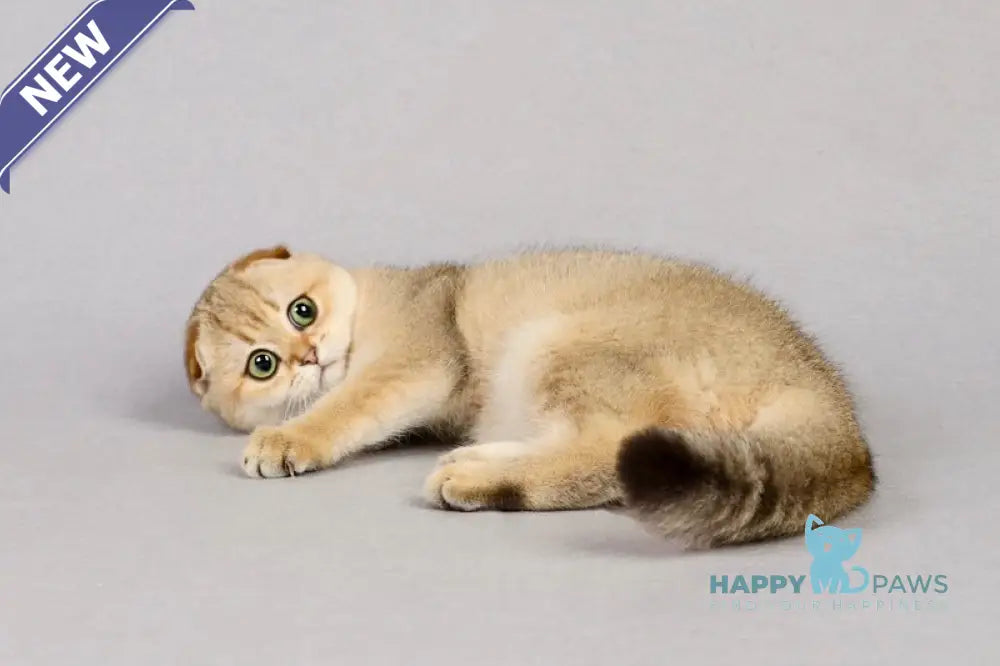 Yumi Scottish Fold female black golden shaded live animals