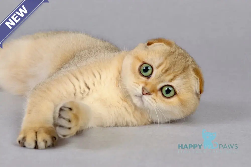Yumi Scottish Fold female black golden shaded live animals