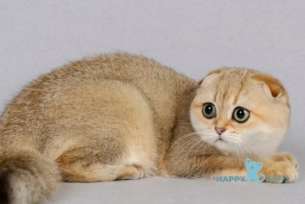 Yumi Scottish Fold female black golden shaded live animals
