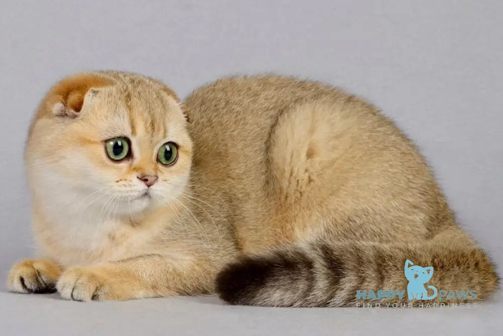 Yumi Scottish Fold female black golden shaded live animals