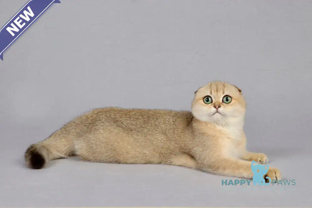 Yumi Scottish Fold female black golden shaded live animals