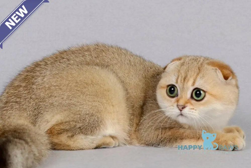 Yumi Scottish Fold female black golden shaded live animals
