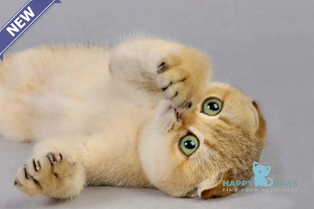 Yumi Scottish Fold female black golden shaded live animals