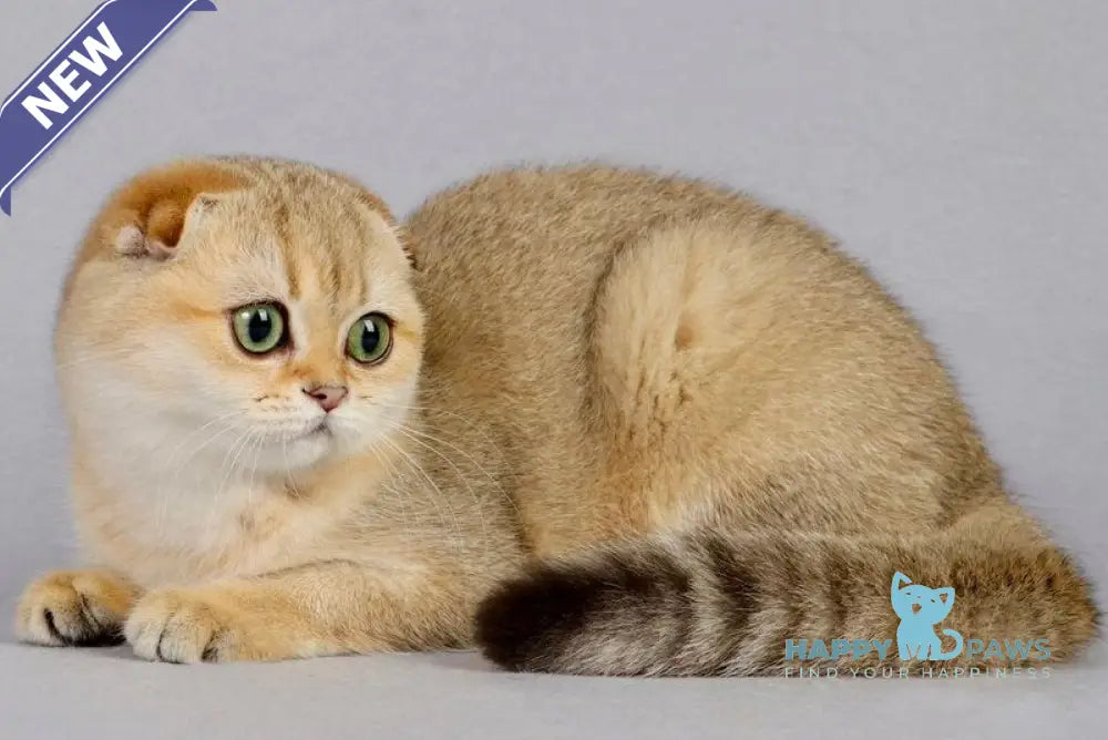 Yumi Scottish Fold female black golden shaded live animals