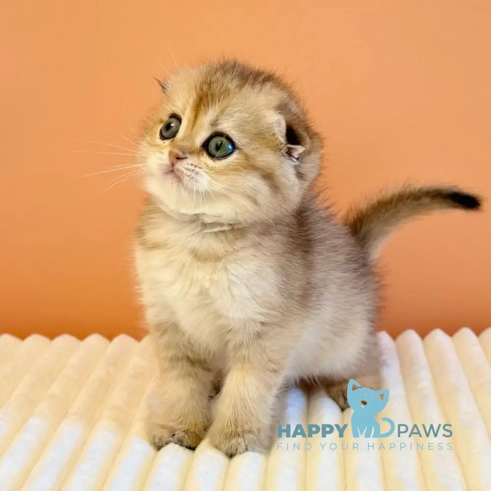 Yumi Scottish Fold female black golden ticked tabby live animals