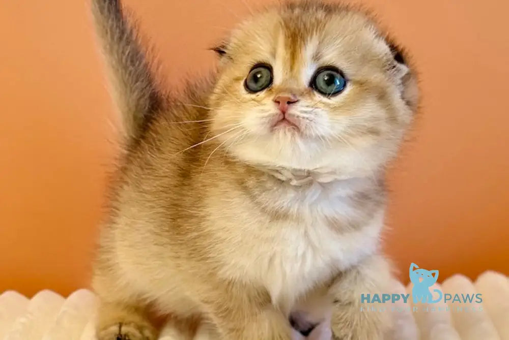 Yumi Scottish Fold female black golden ticked tabby live animals