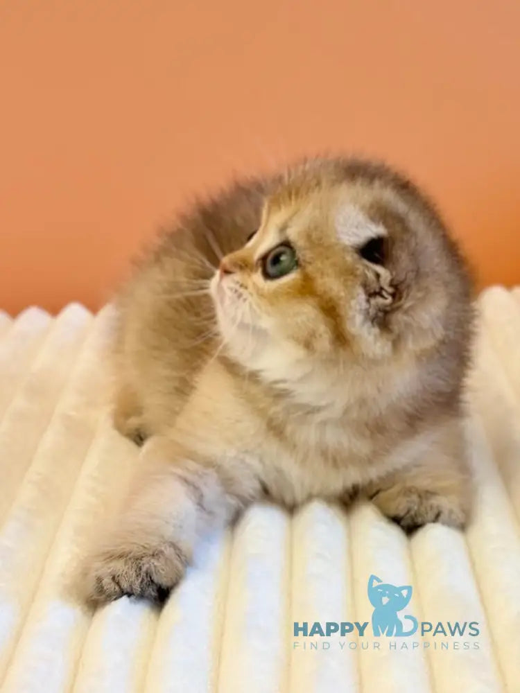 Yumi Scottish Fold female black golden ticked tabby live animals