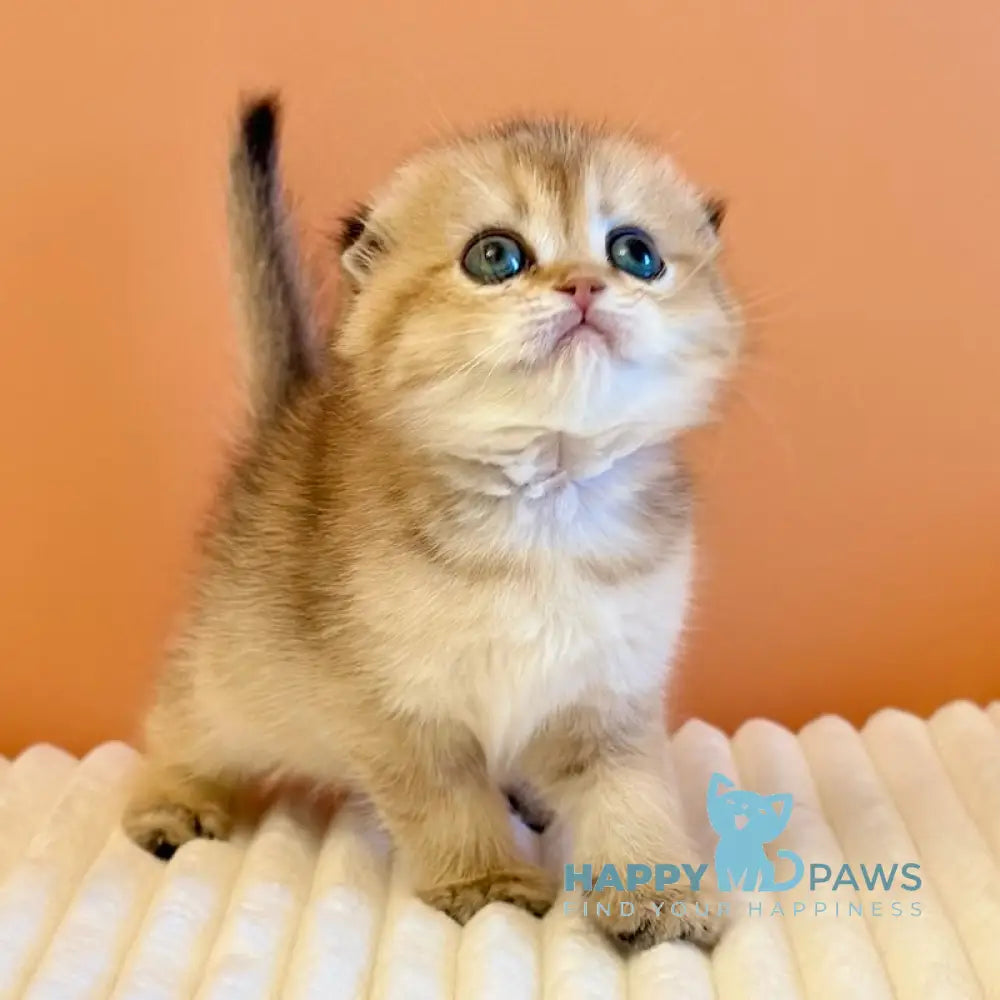 Yumi Scottish Fold female black golden ticked tabby live animals