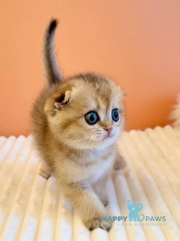 Yumi Scottish Fold female black golden ticked tabby live animals