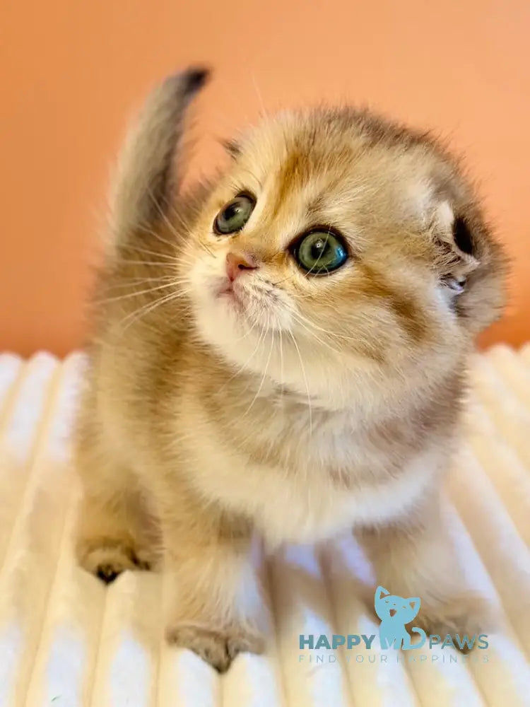 Yumi Scottish Fold female black golden ticked tabby live animals