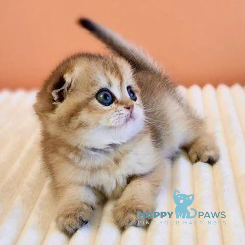 Yumi Scottish Fold female black golden ticked tabby live animals