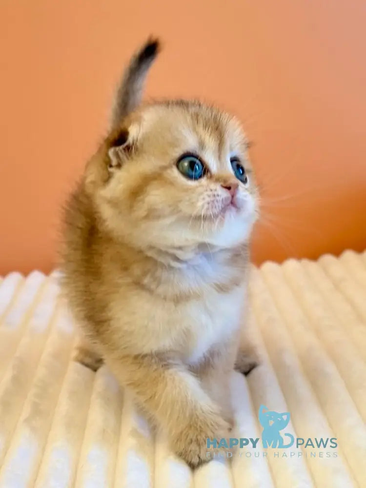 Yumi Scottish Fold female black golden ticked tabby live animals