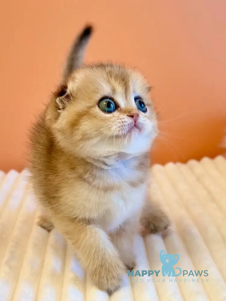 Yumi Scottish Fold female black golden ticked tabby live animals