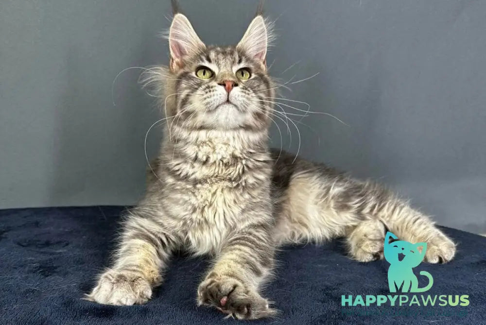 Yumira Maine Coon female blue silver tabby - live animals