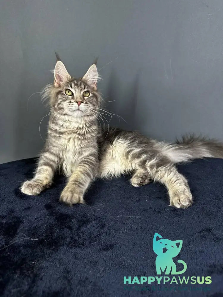 Yumira Maine Coon female blue silver tabby - live animals