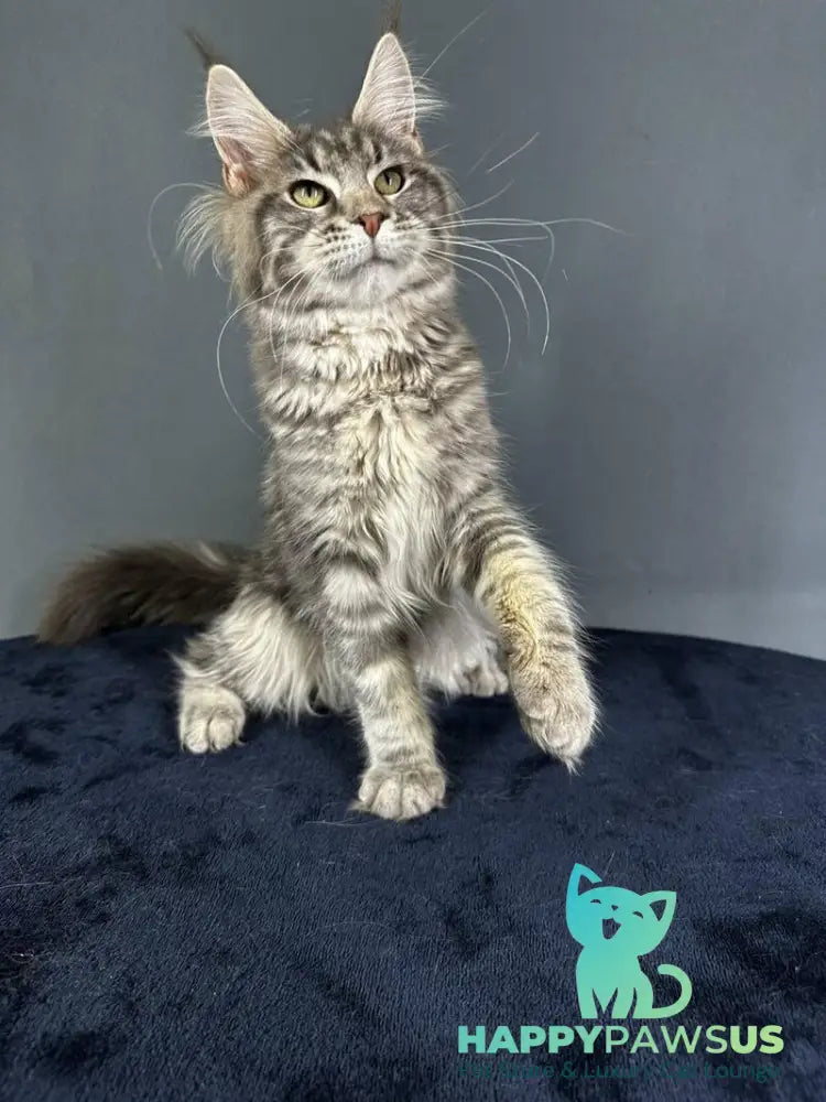 Yumira Maine Coon female blue silver tabby - live animals