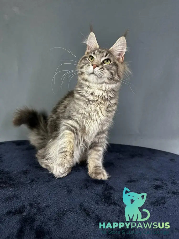 Yumira Maine Coon female blue silver tabby - live animals