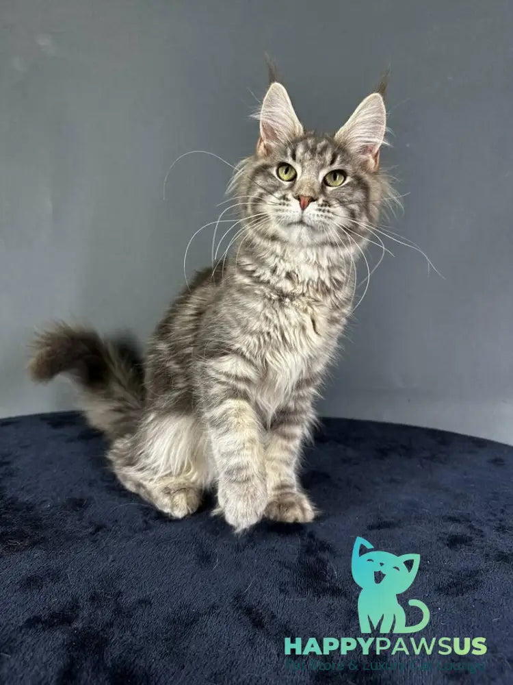 Yumira Maine Coon female blue silver tabby - live animals