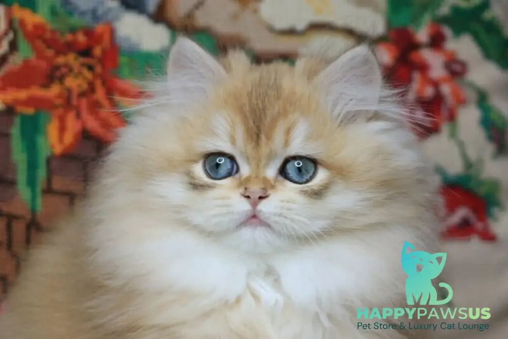 Yummi British Longhair female chocolate golden chinchilla live animals