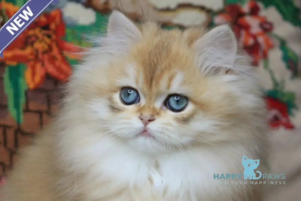 Yummi British Longhair female chocolate golden chinchilla live animals