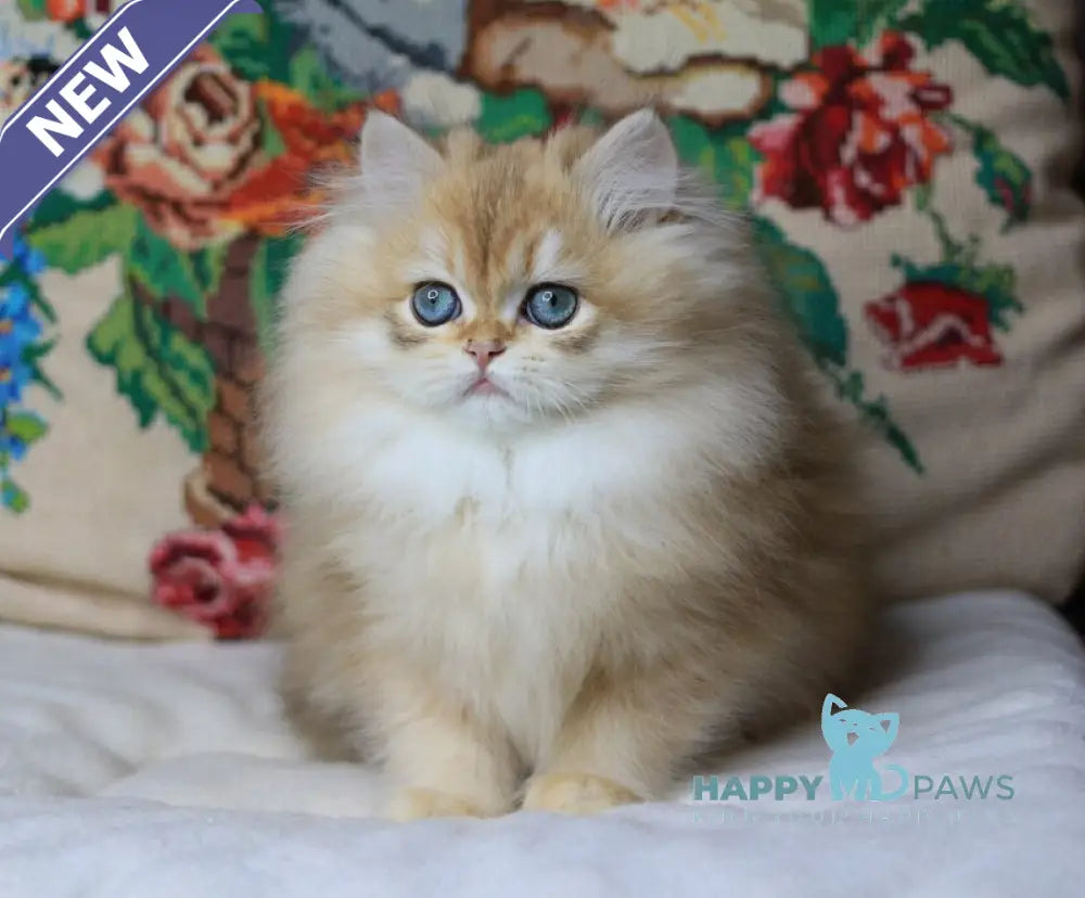 Yummi British Longhair female chocolate golden chinchilla live animals