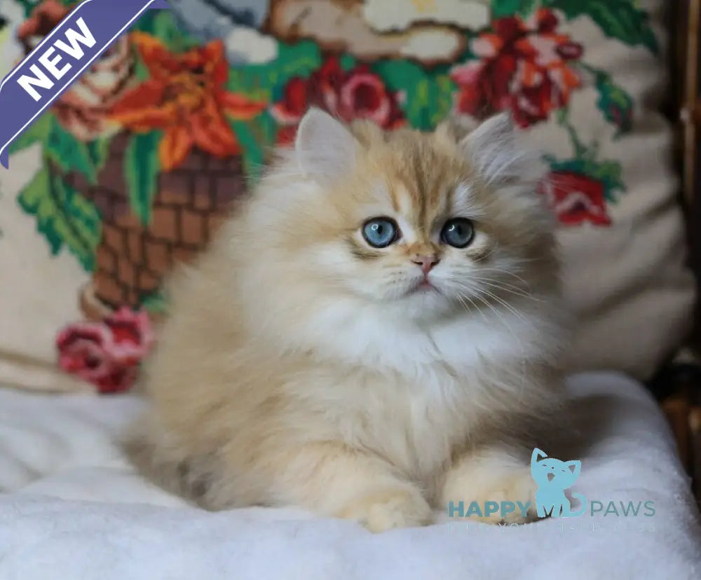 Yummi British Longhair female chocolate golden chinchilla live animals