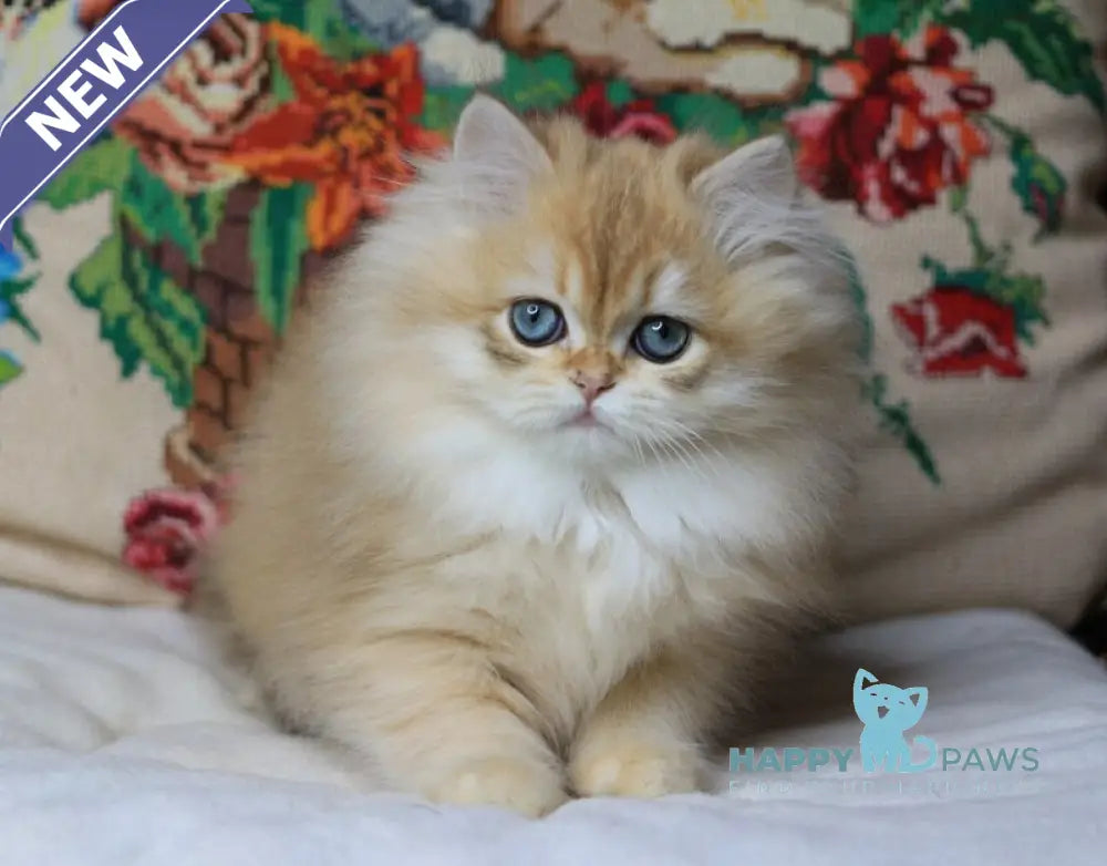 Yummi British Longhair female chocolate golden chinchilla live animals