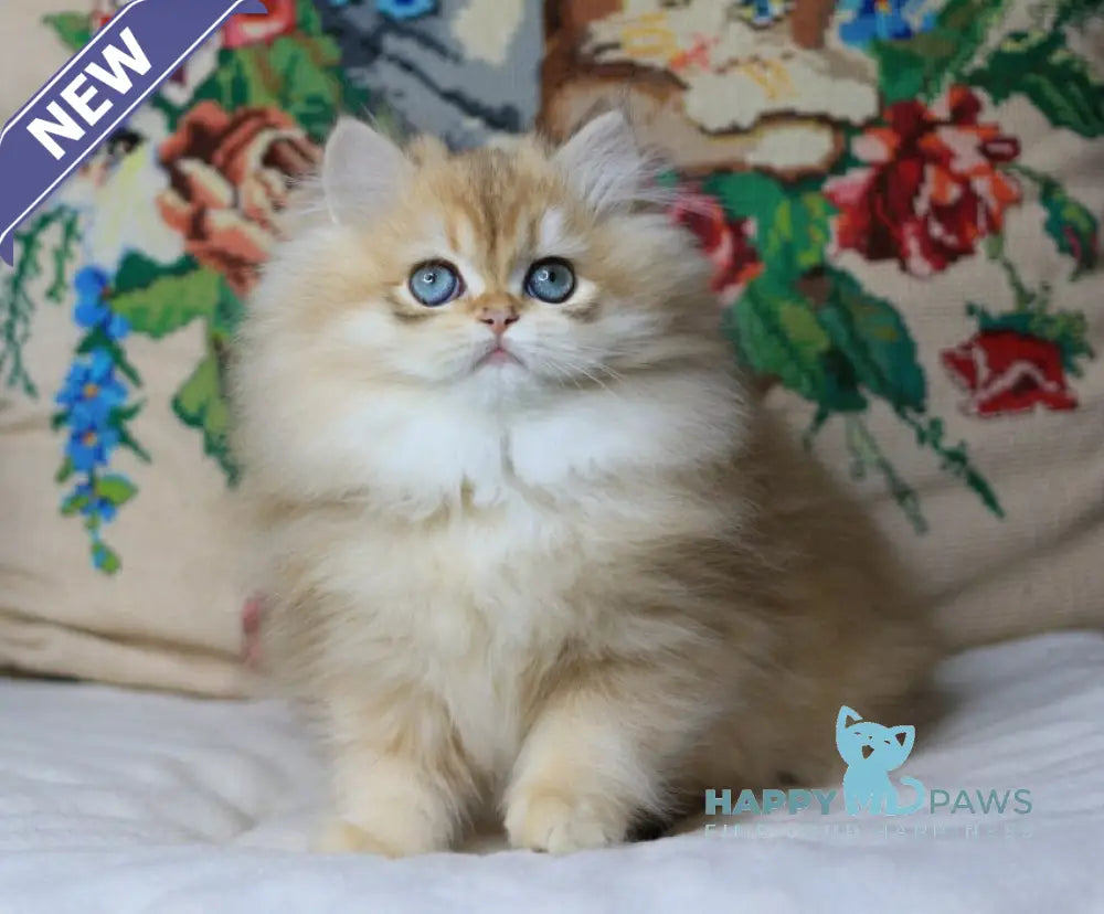 Yummi British Longhair female chocolate golden chinchilla live animals